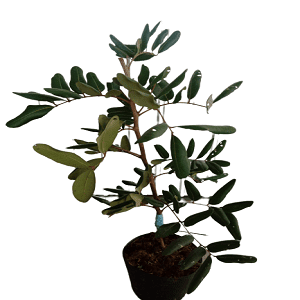 Cây giống nhãn phát tài