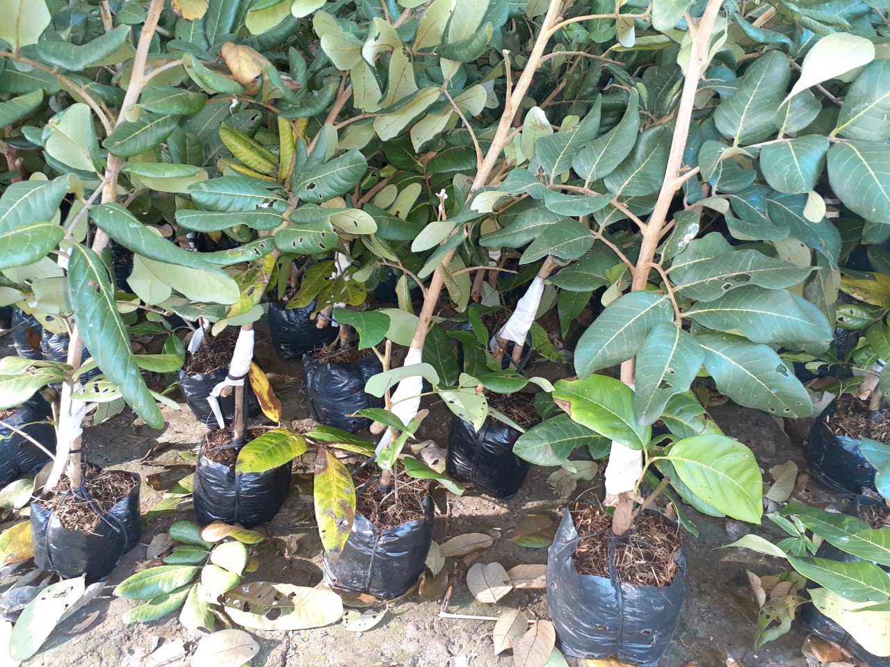 Cây giống thanh nhãn - Ảnh 5