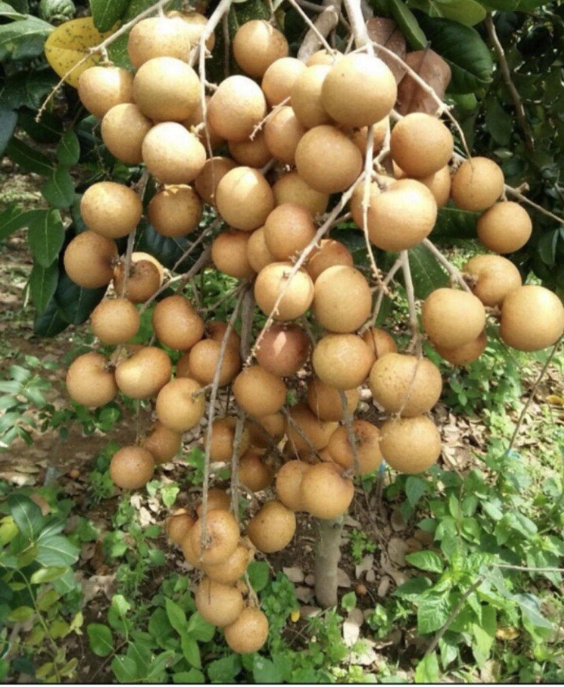 Cây giống thanh nhãn - Ảnh 3
