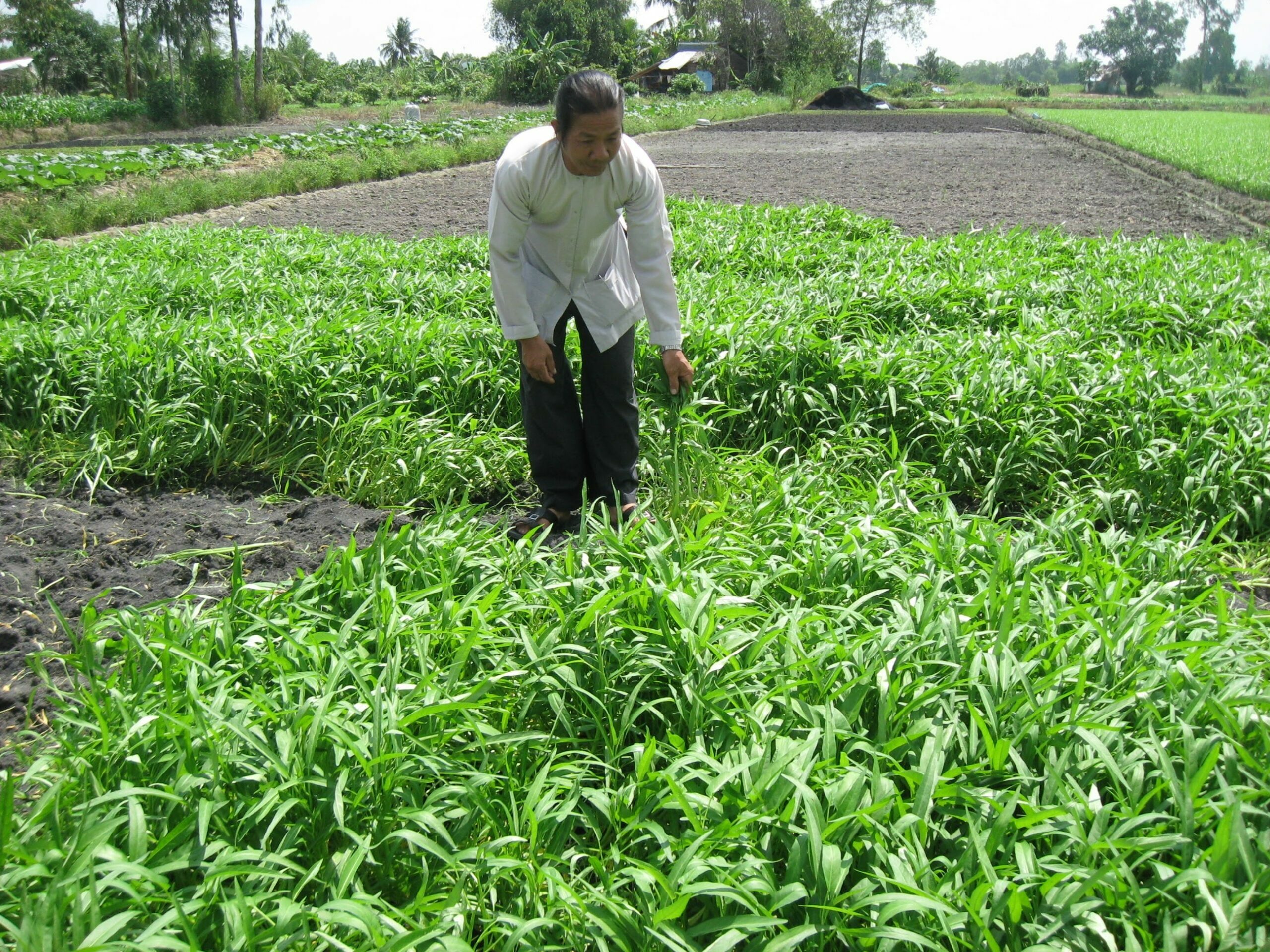 Manthanh
