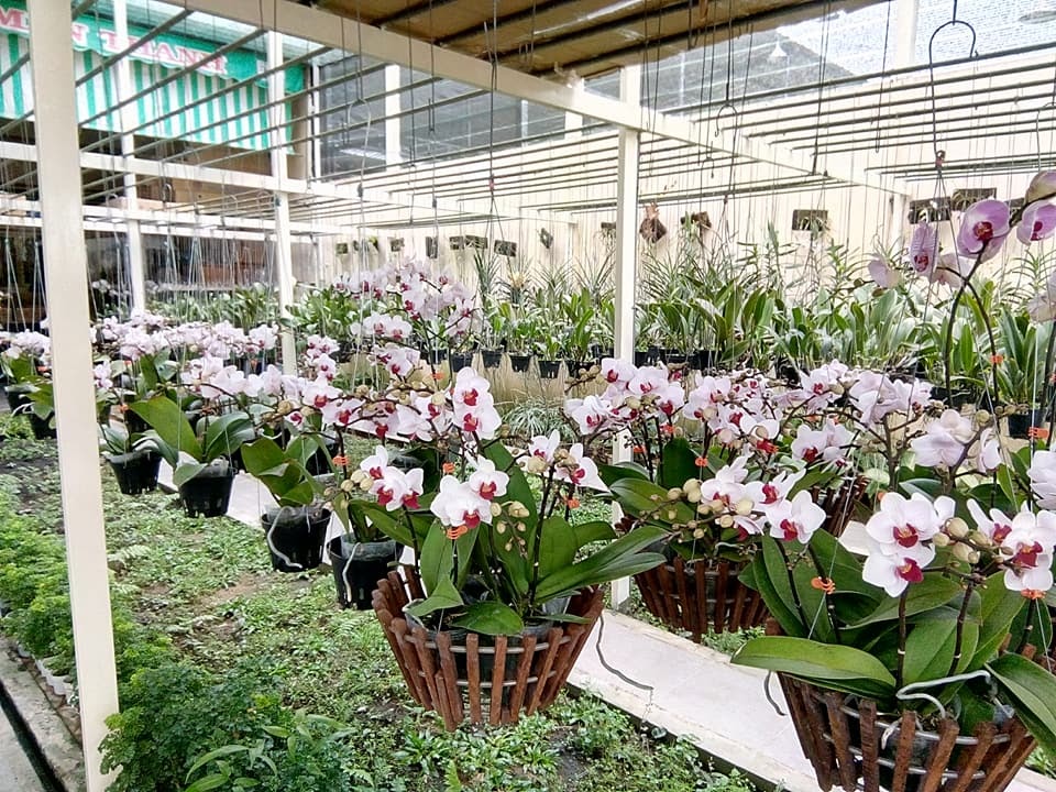 HTX Hoa Kiểng Mẫn Thanh - Vườn Lan