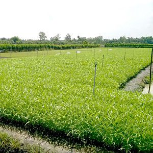 Hợp tác xã Hoà Phát - Ruộng rau muống