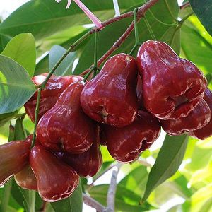 HTX Trái cây Tân Lộc - Mận An phước