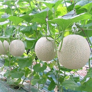 HTX Xà No Farm - Dưa lưới Tuha