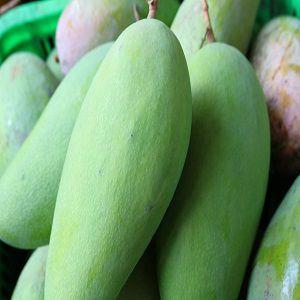 HTX Lộc Hưng - Xoài tượng da xanh 1