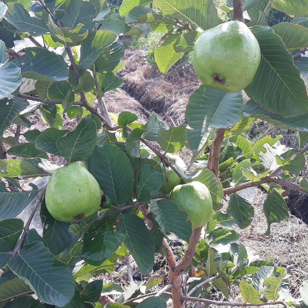 ĐHTT 2019 – HTX Trường Trung A