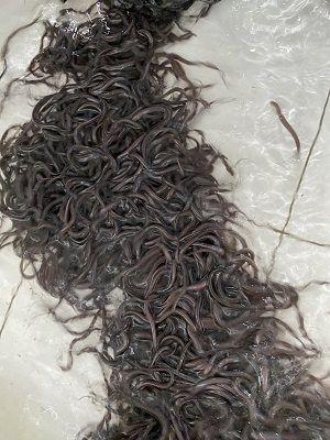 Lươn giống và lươn thịt - Ảnh 6