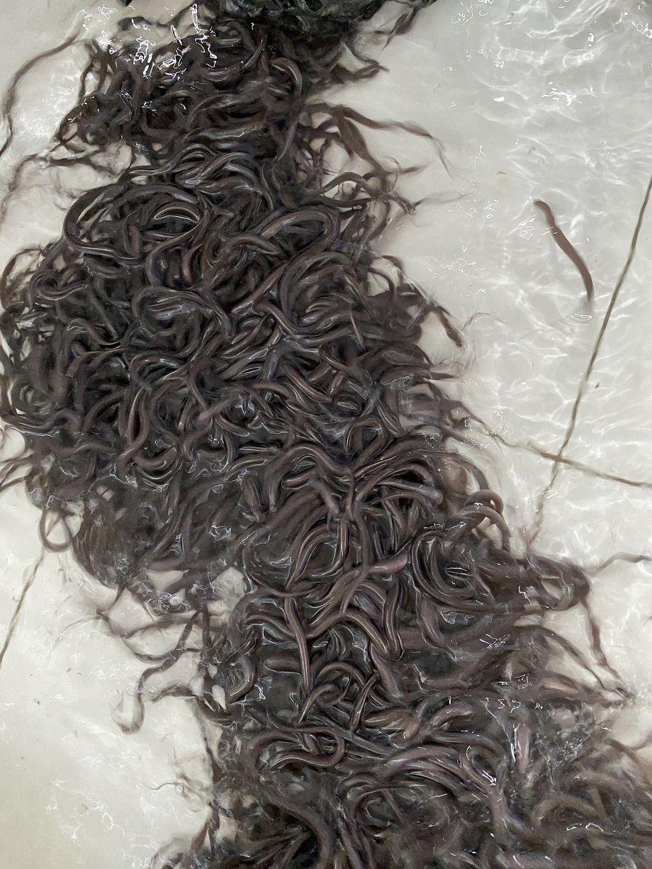 Lươn giống và lươn thịt - Ảnh 5