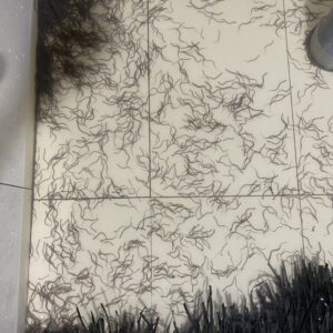 Lươn giống và lươn thịt
