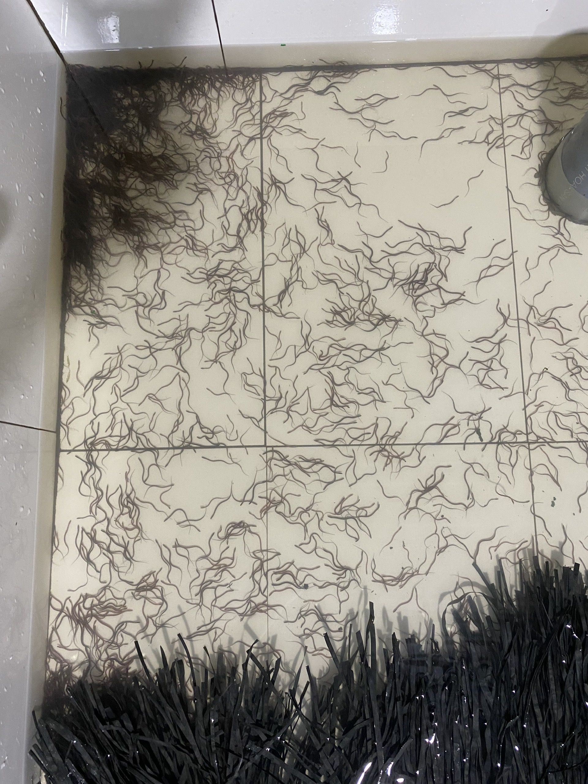 Lươn giống và lươn thịt