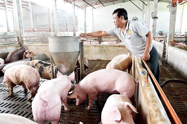 ĐHTT 2019 – THT Chăn nuôi ấp 4