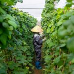 HTX thích ứng với xu hướng tiêu dùng xanh