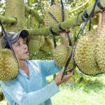 Những vựa cây ăn trái tiền tỷ ở huyện cửa ngõ Bến Tre
